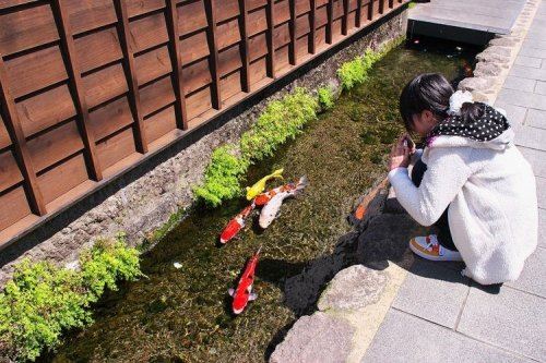 Карпы кои в водосточных городских каналах в Японии (7 фото)