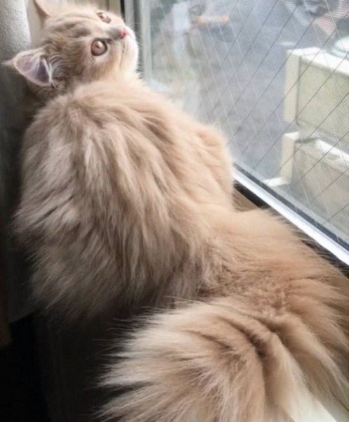 Кошка Белль с невероятно пушистым хвостом (13 фото)
