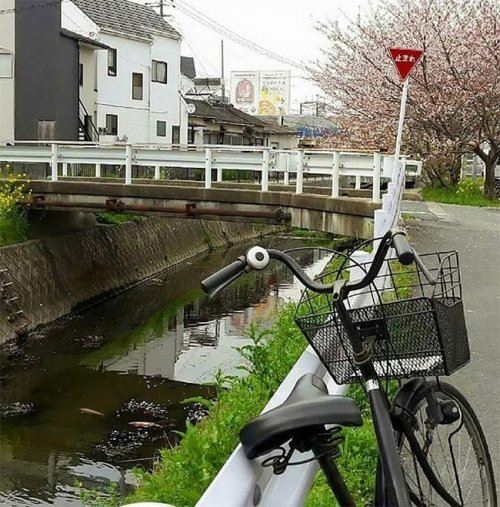 Карпы кои в водосточных городских каналах в Японии (7 фото)