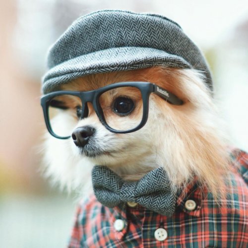 Пом-Пом Чуви, стильный пёсик, который наслаждается своей жизнью (10 фото)