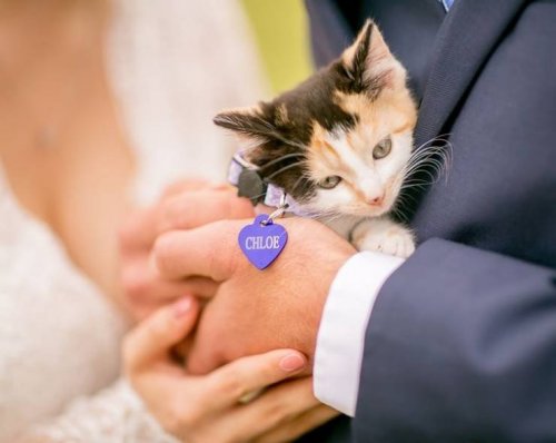 Жених подарил невесте брошенного котенка (16 фото)