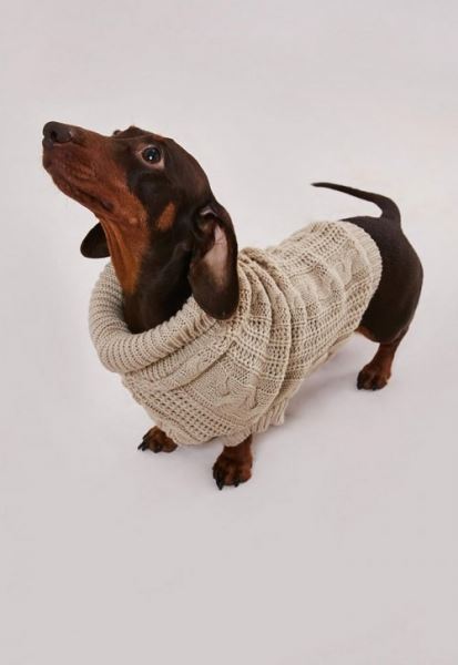 Британский бренд одежды начал продавать парную стильную одежду для собак и их владельцев (6 фото)