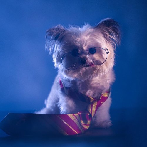 Этот крошечный терапевтический пёсик Норберт имеет огромную армию поклонников в Instagram (11 фото)