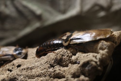 ТОП-9: Новые факты о тараканах, которые вы предпочли бы не знать