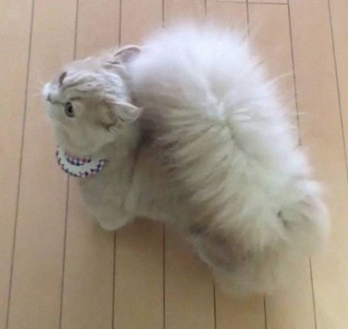 Кошка Белль с невероятно пушистым хвостом (13 фото)